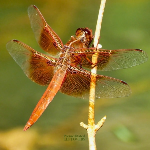 A brown dragonfly on a branch.