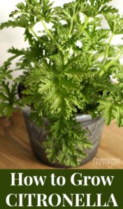 How To Care For Citronella Plants In Pots Outdoors - how to care for citronella plants in pots outdoors