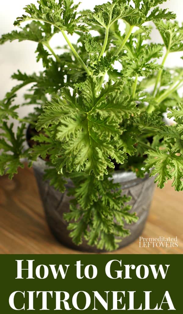 A citronella plant in gray pot.