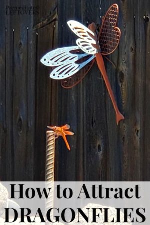 How to Attract Dragonflies to Your Yard this Summer