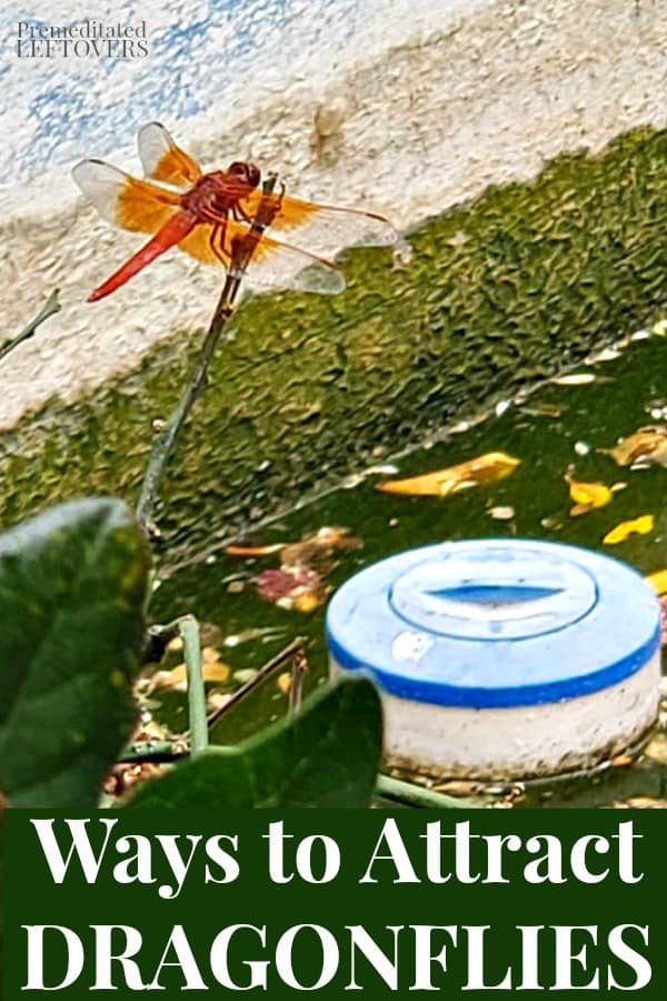 An orange dragonfly resting on a branch neat a pond.