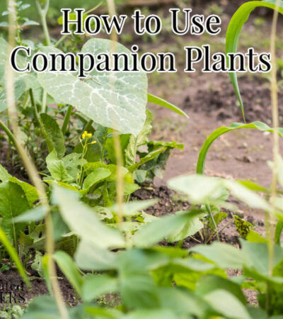 three good companion plants, corn, beans, and squash growing in the garden together