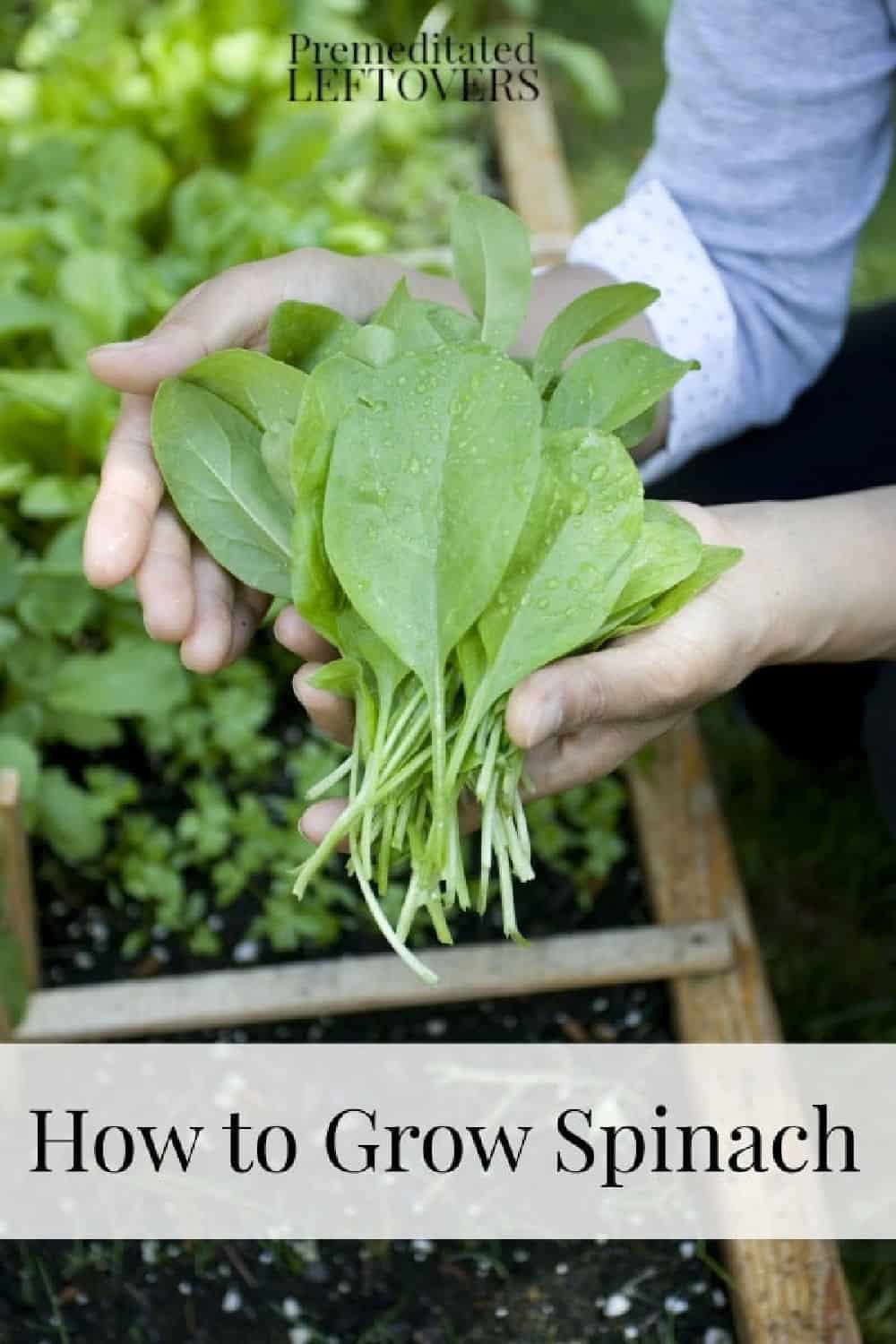 how to grow spinach in your garden