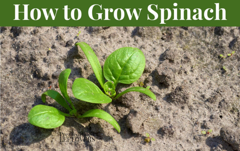 Tips For Growing Spinach In Your Garden This Year