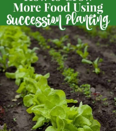 how to grow more food using succession planting in your garden