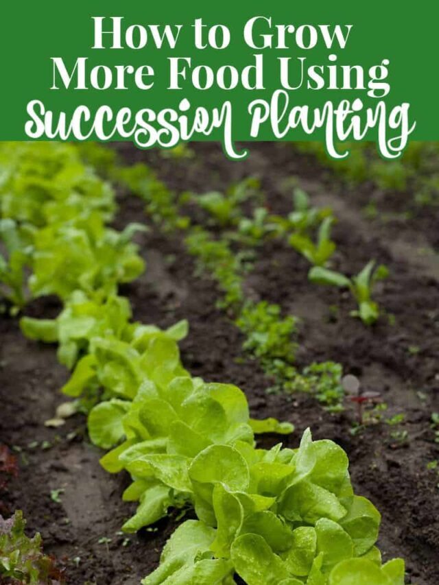 How to Use Succession Planting to Grow More Food Story