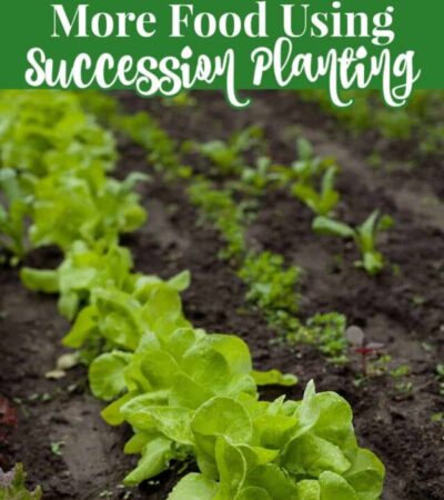 how to grow more food using succession planting in your garden