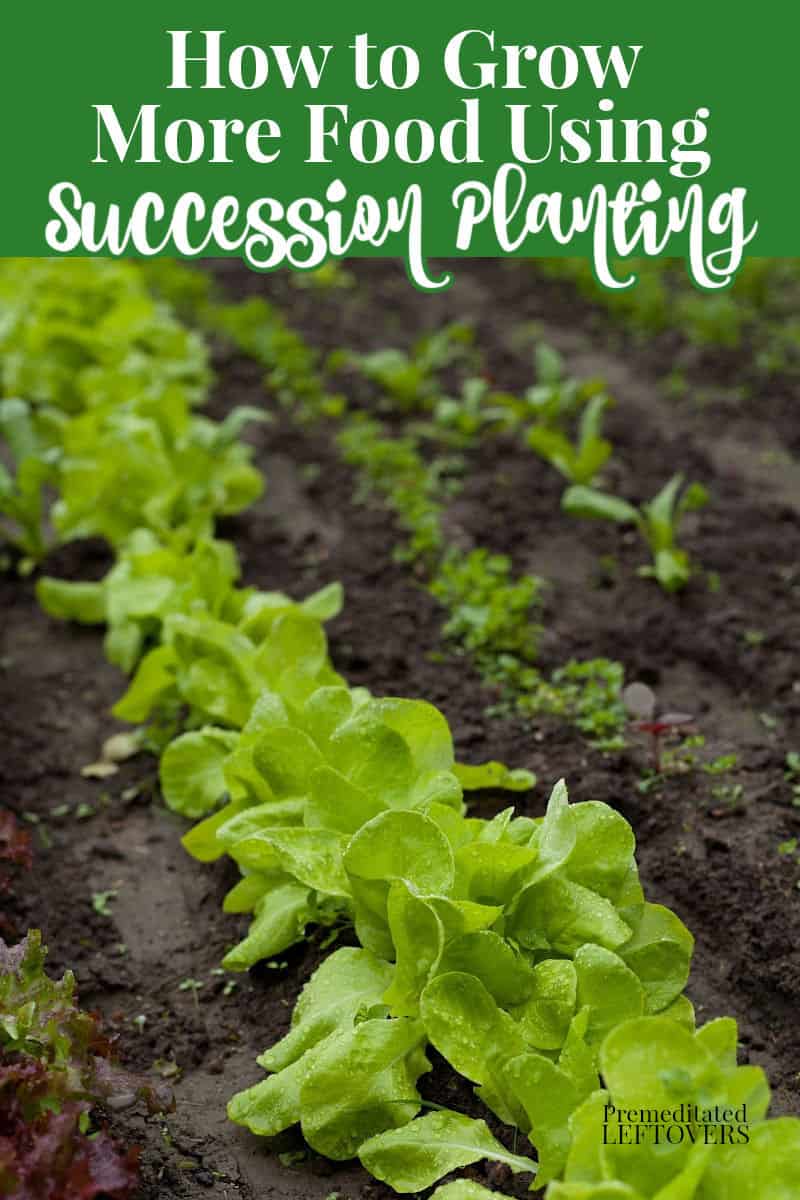 how to grow more food using succession planting in your garden