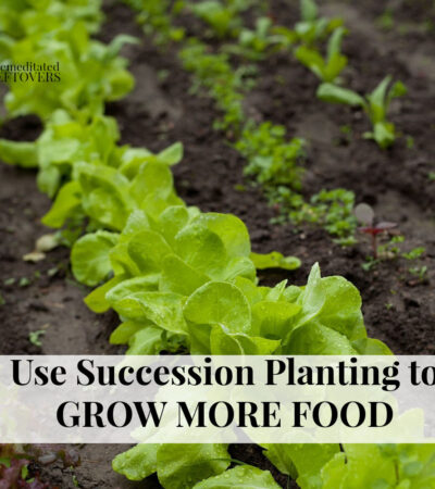 use succession planting to grow more food