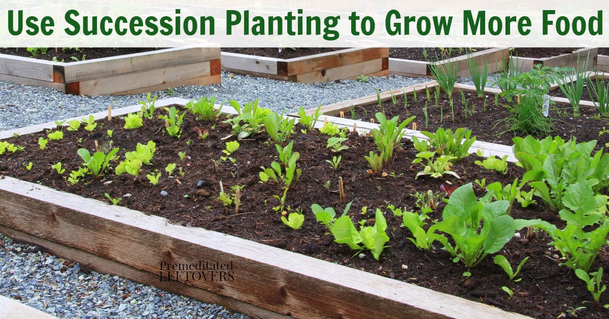 use succession planting to grow more food in your garden