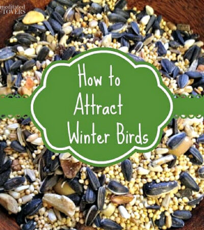 How to attract wild birds to your yard.