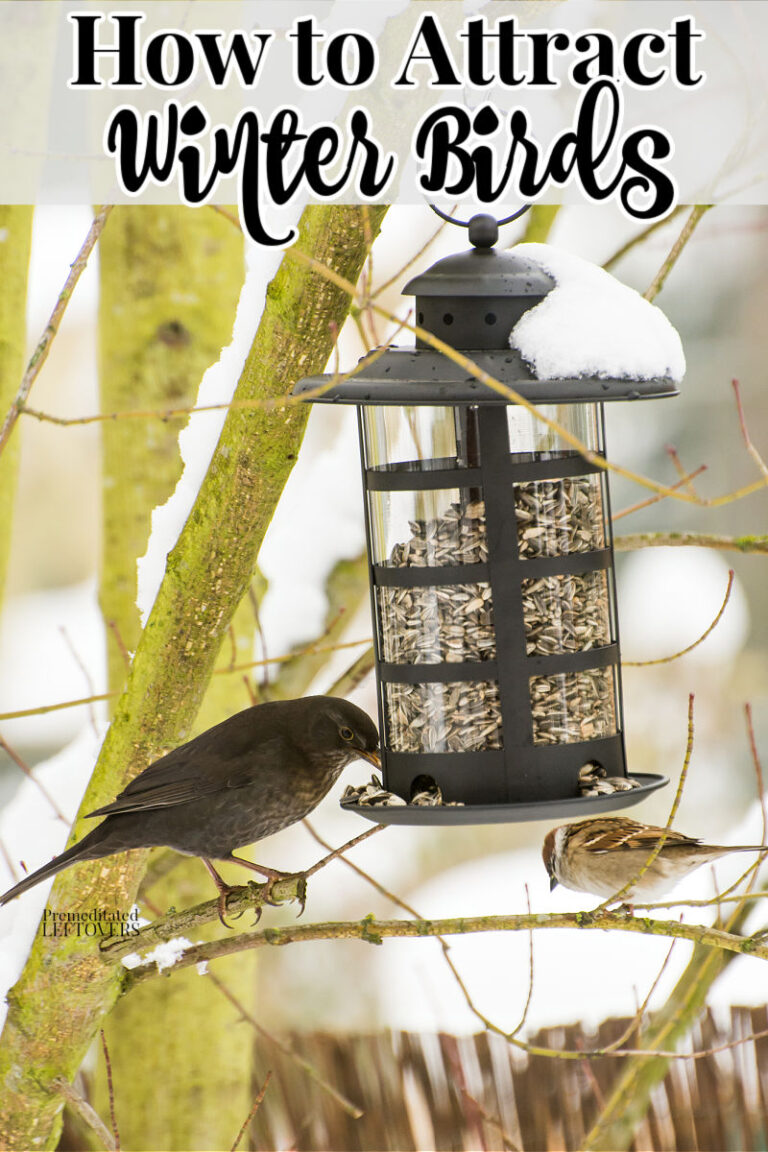 Tips for Attracting Winter Birds to Your Yard