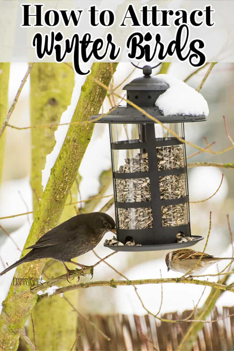 birds eating from a bird feeder in winter