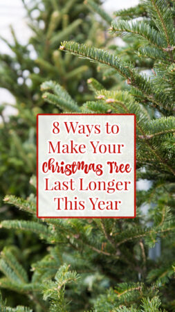 how to make your real Chrismtas tree last longer this year